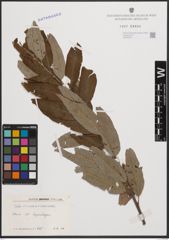 Foto von Salix cinerea L. x Salix viminalis L.